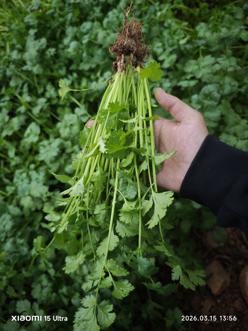 大棚香菜