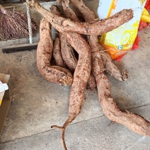 葛根