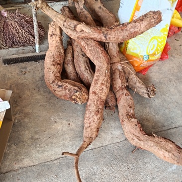 葛根