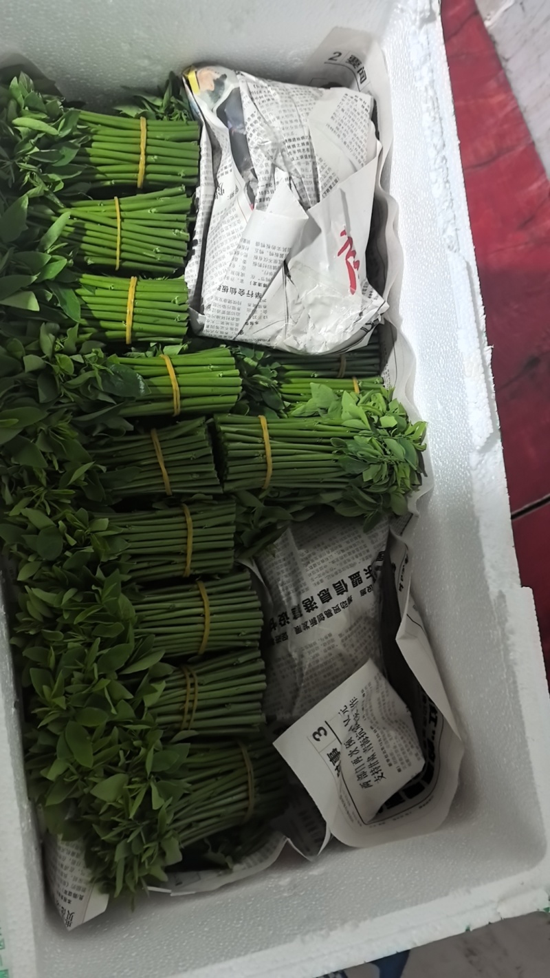 树仔菜