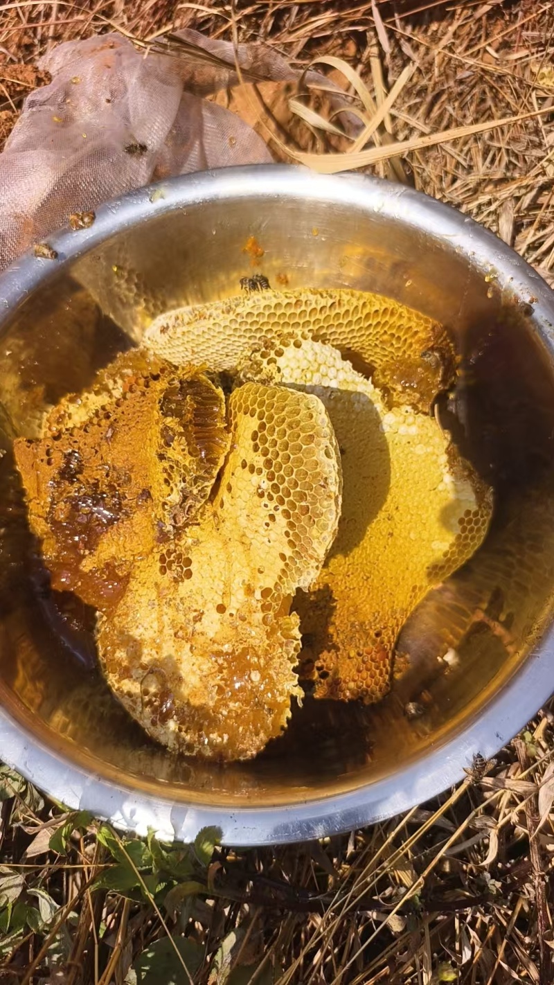 云南野生蜂蜜，大排蜂蜂蜜。