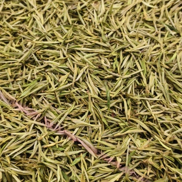 安吉白茶，