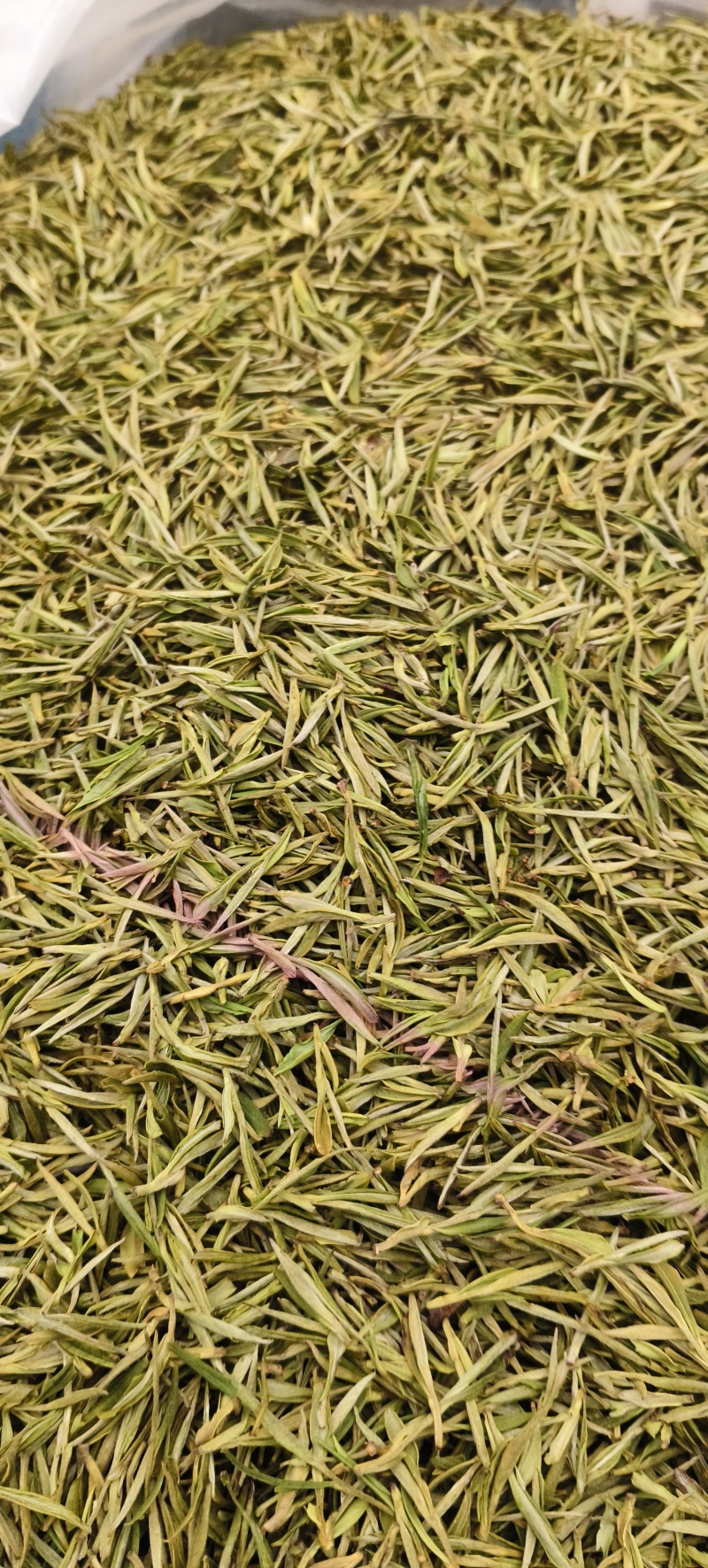 安吉白茶，