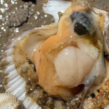 刺贝13头