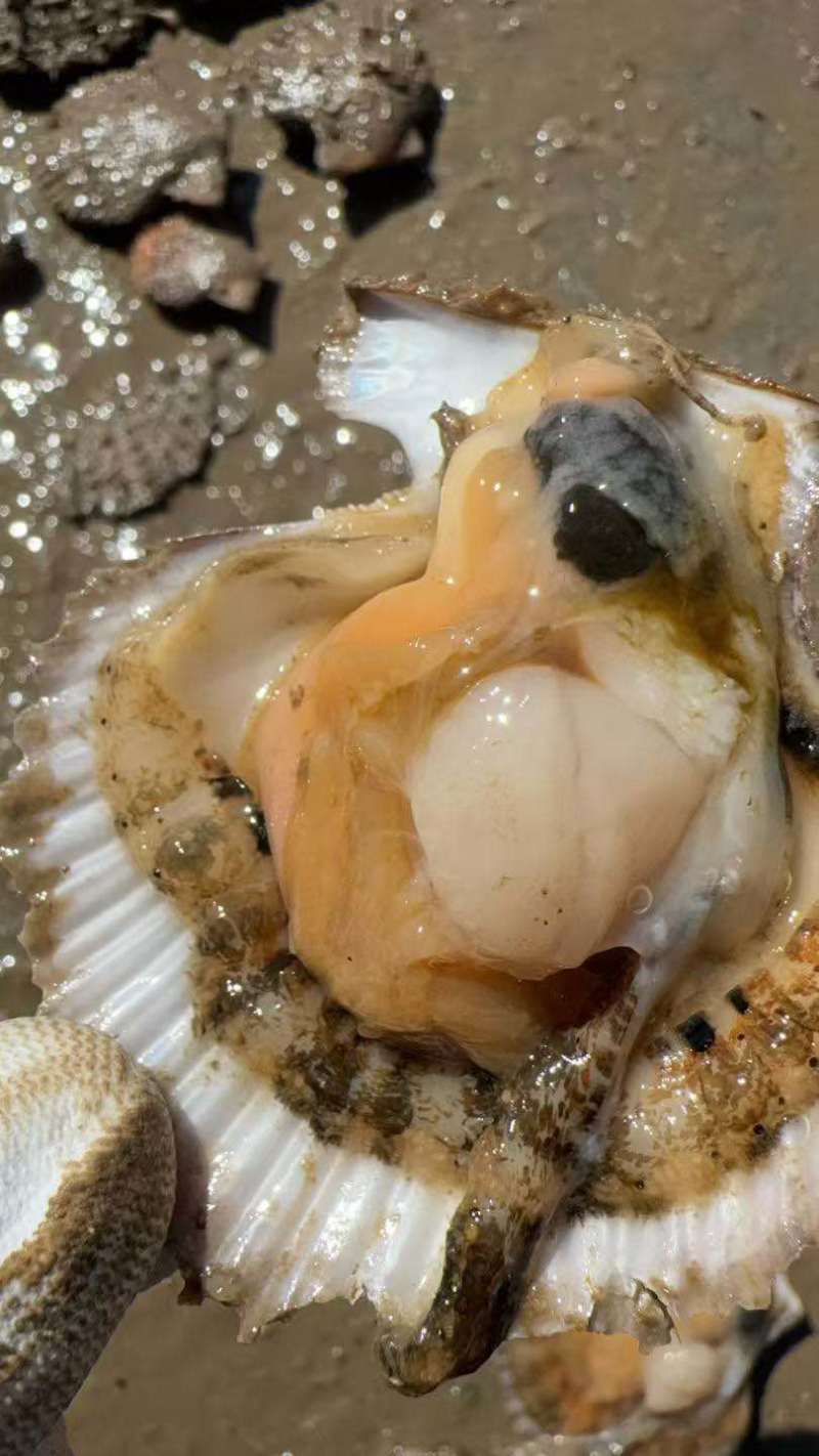 刺贝13头