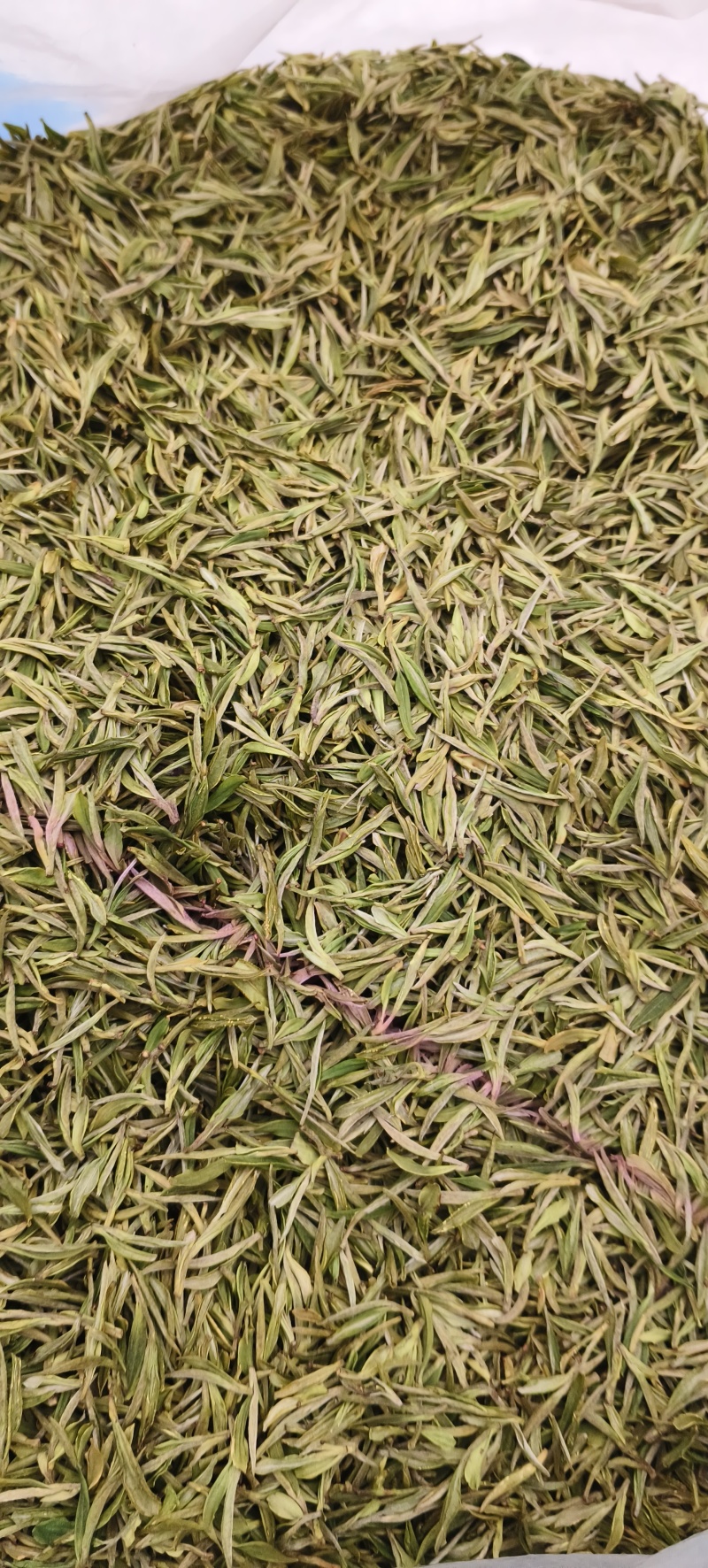 明前安吉白茶