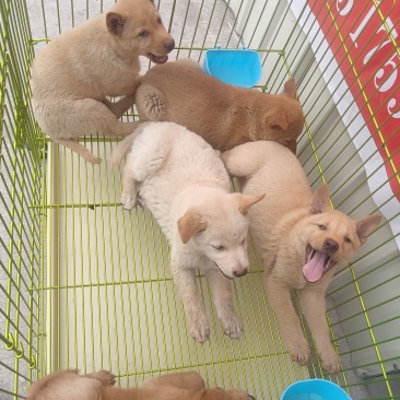 柴犬