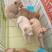 柴犬