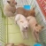 柴犬