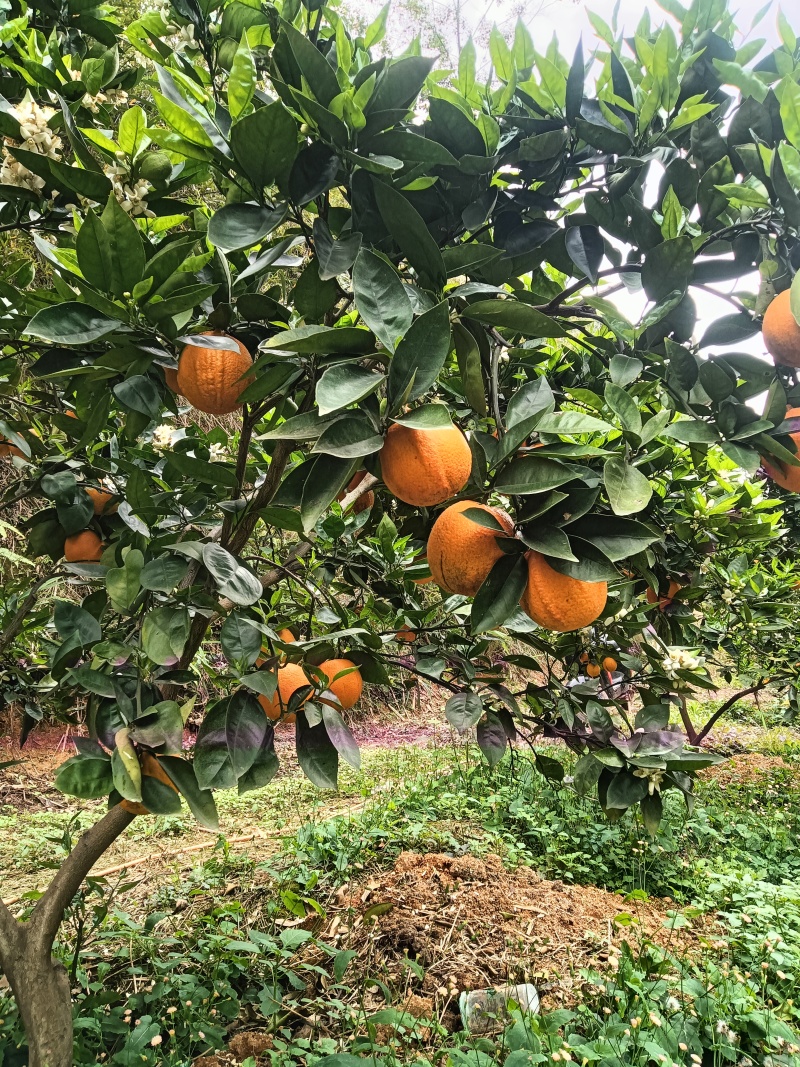 夏橙