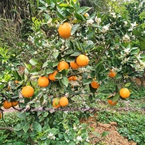 夏橙