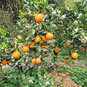 夏橙