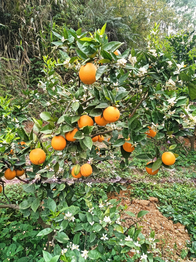 夏橙