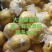 黄金贡柚
