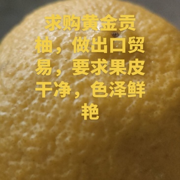 黄金贡柚