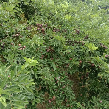广东三华李