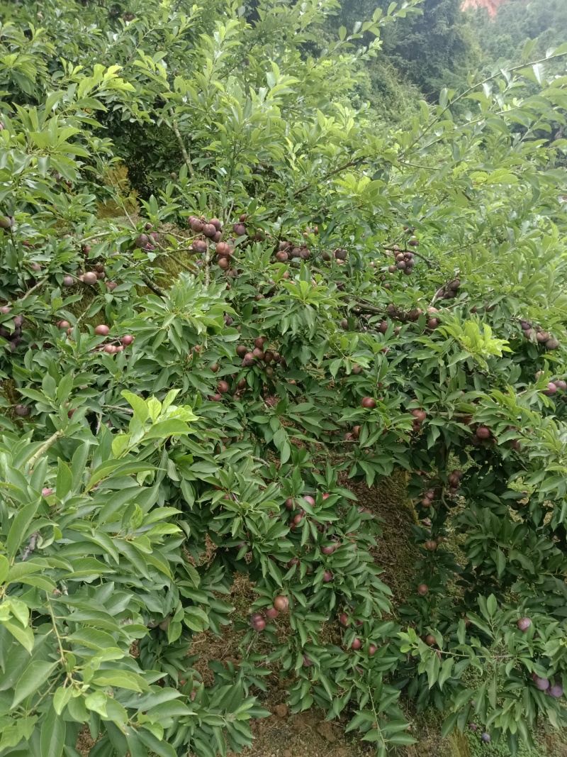广东三华李