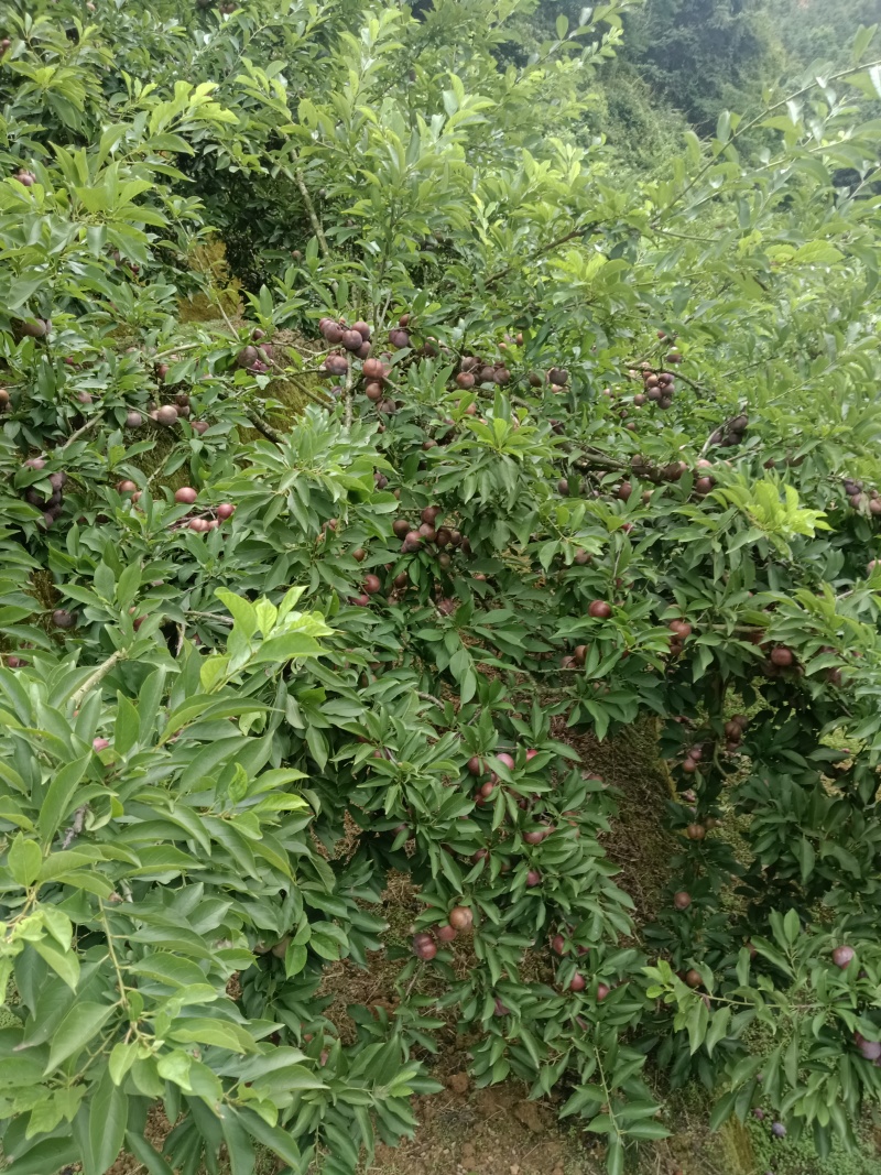 广东三华李
