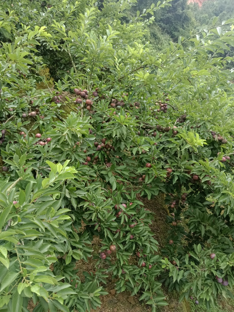 广东三华李
