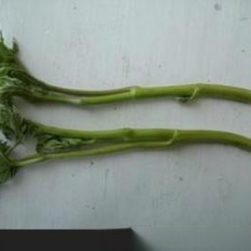 野生升麻菜