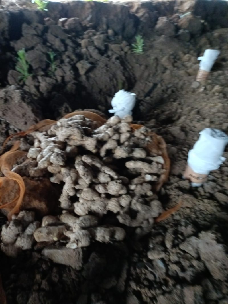 安徽太和大黄姜（批量多，价格可议）