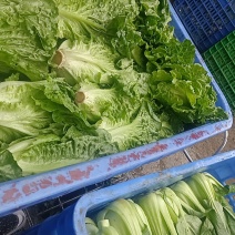 惠州生菜