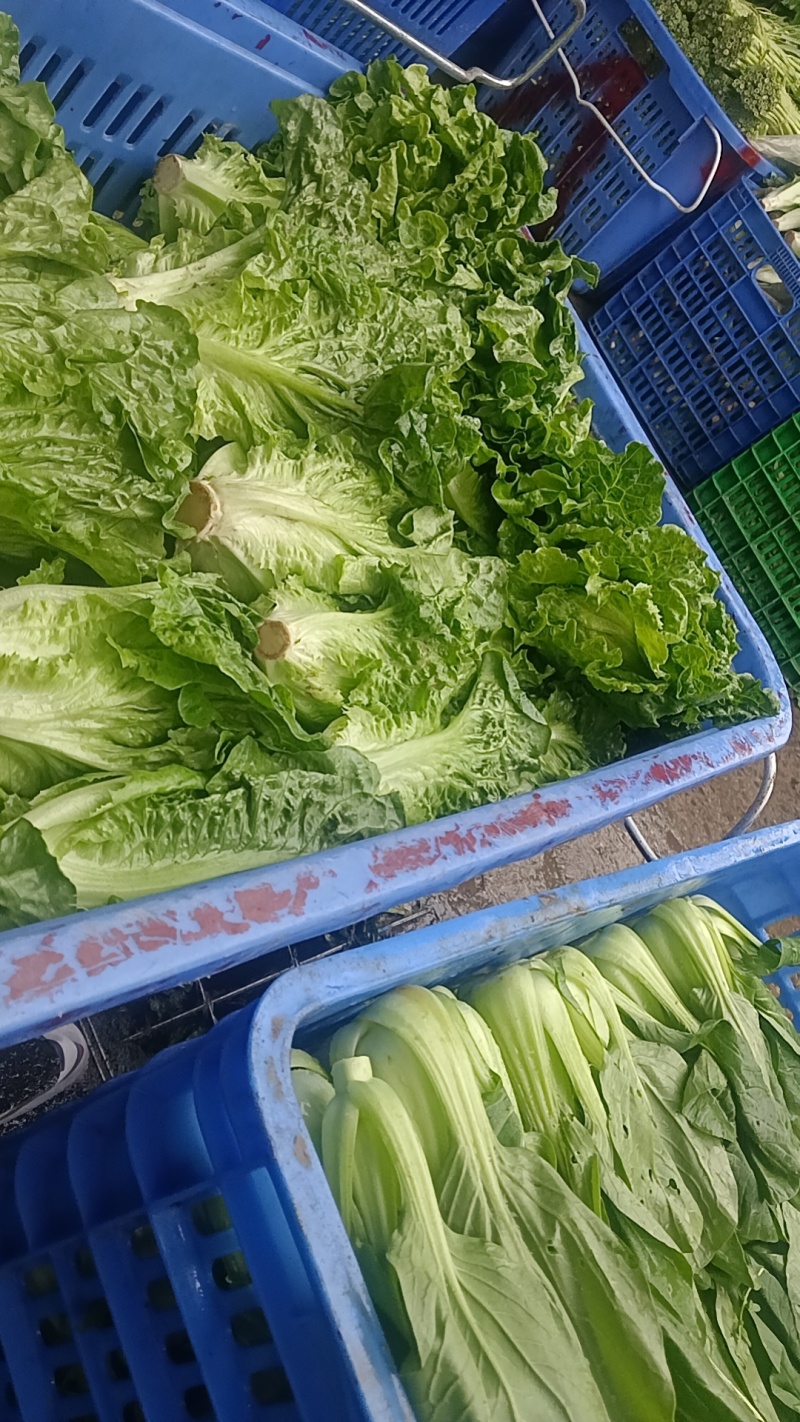 惠州生菜