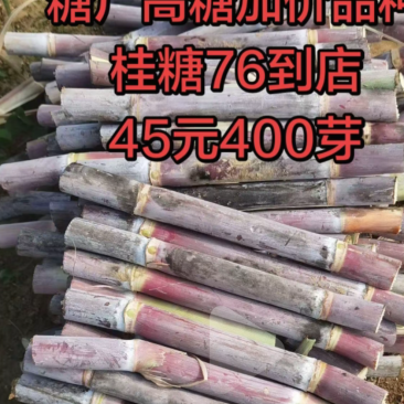 大最供应桂糖76甘蔗种苗