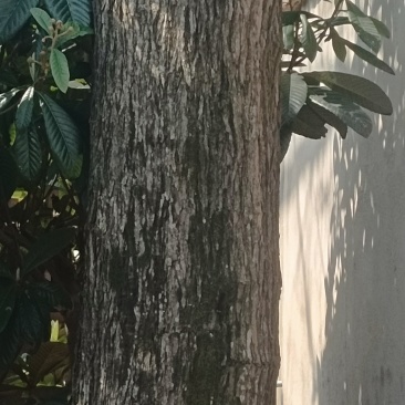 两棵40年的桑树