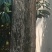 两棵40年的桑树