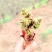 树头菜（刺嫩芽）