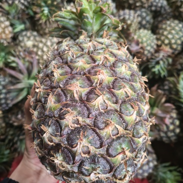 云南凤梨