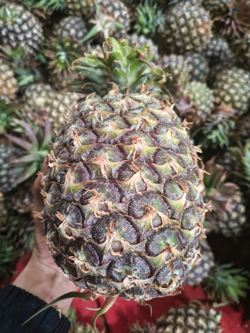 云南凤梨