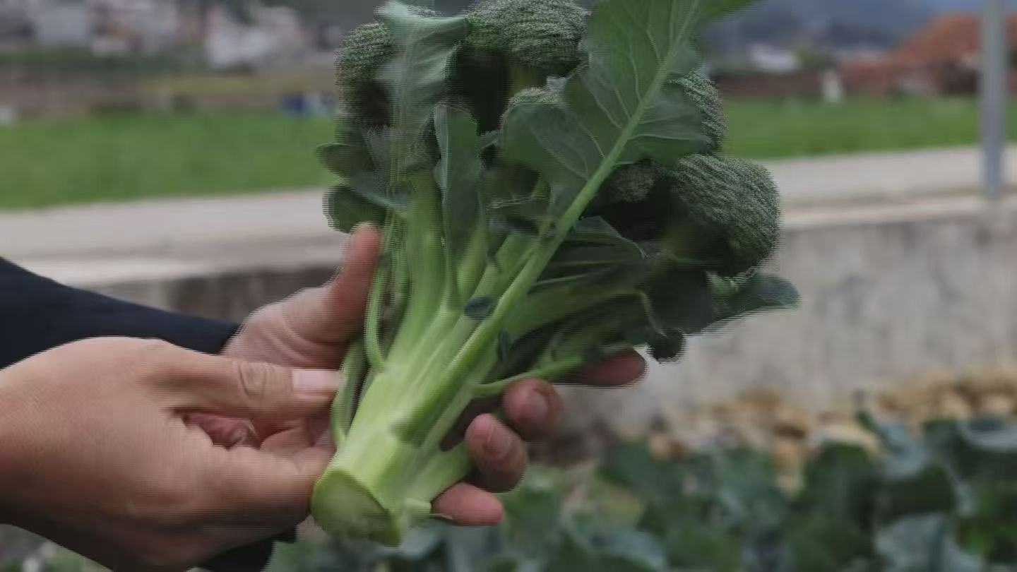 生态种植的西兰苔（徳拜耳品种）