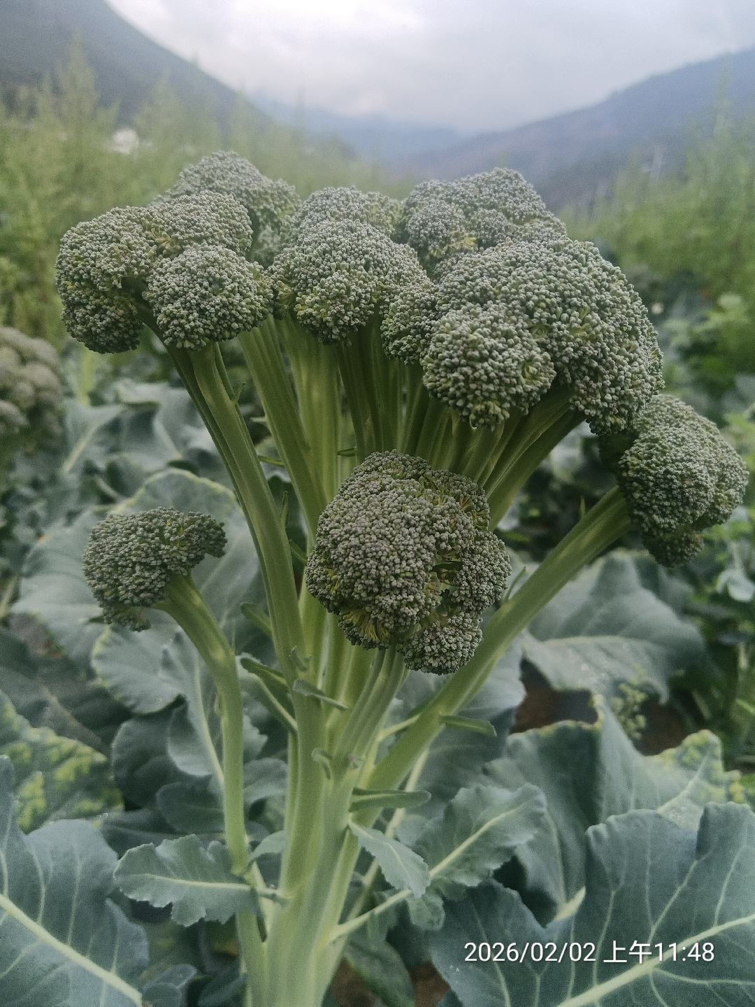 生态种植的西兰苔（徳拜耳品种）