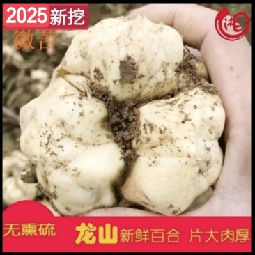 龙山百合