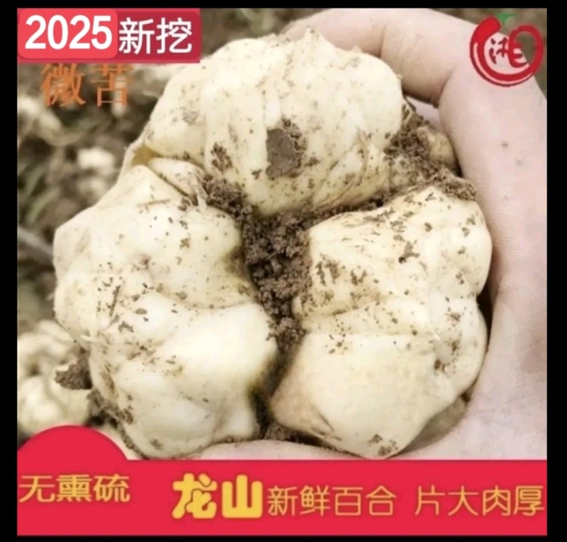 龙山百合