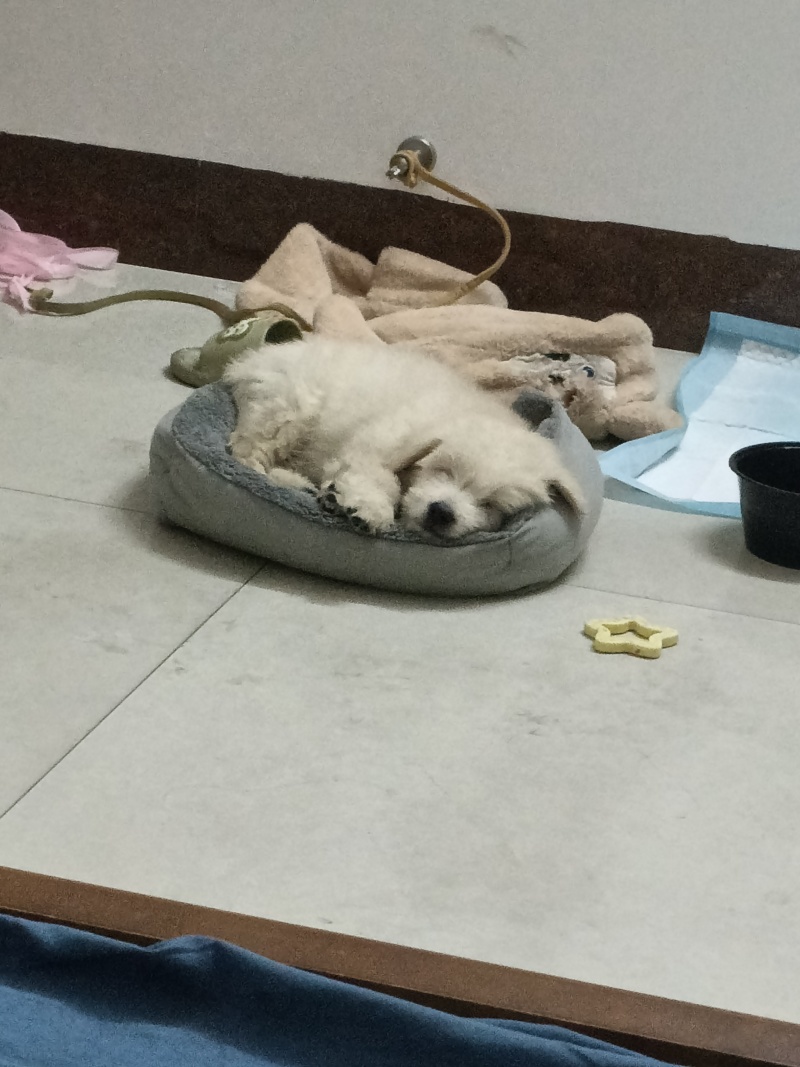 小狗，最好玉林市自提了