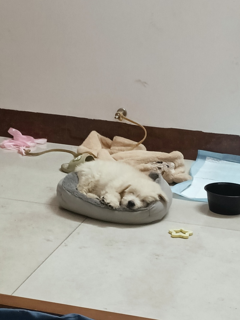小狗，最好玉林市自提了