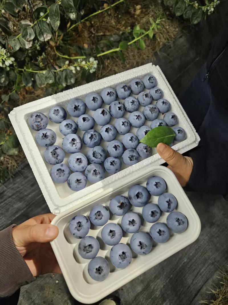 山东暖棚蓝莓L25，L11，F6等，现采现发，顺丰包邮，