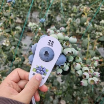 山东暖棚蓝莓L25，L11，F6等，现采现发，顺丰包邮，