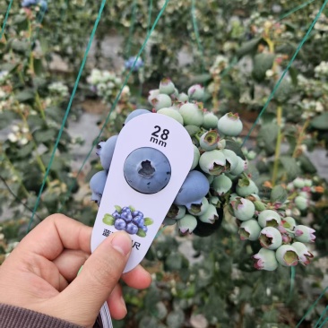山东暖棚蓝莓L25，L11，F6等，现采现发，顺丰包邮，