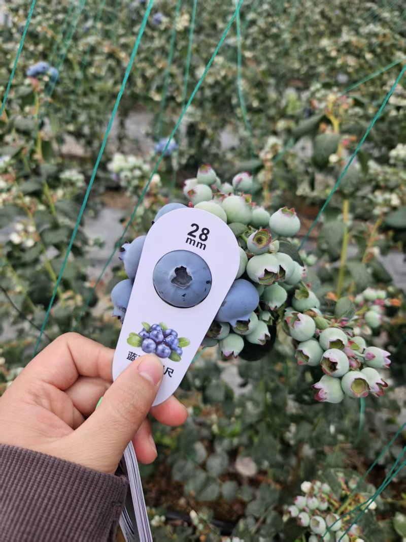 山东暖棚蓝莓L25，L11，F6等，现采现发，顺丰包邮，