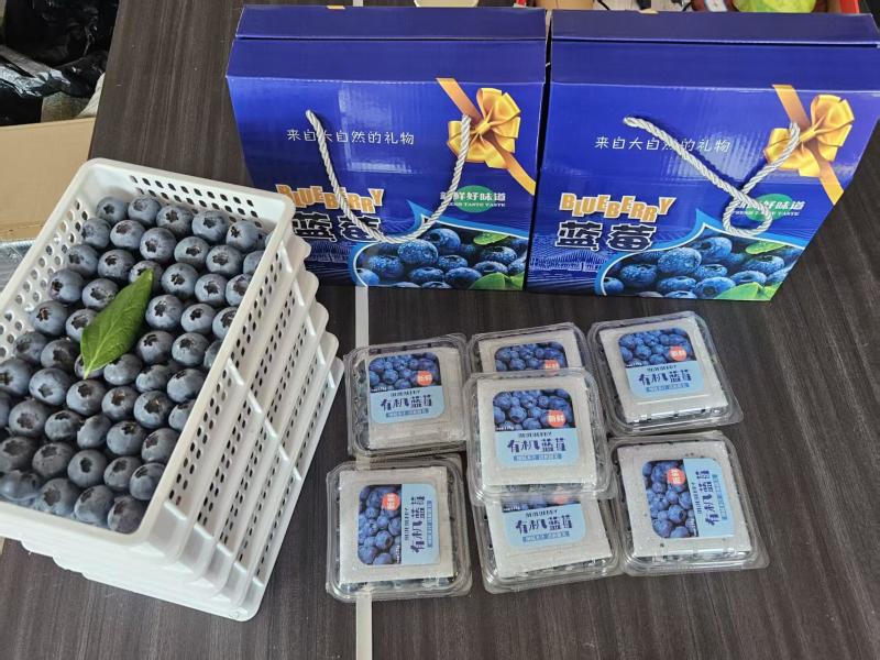 山东暖棚蓝莓L25，L11，F6等，现采现发，顺丰包邮，