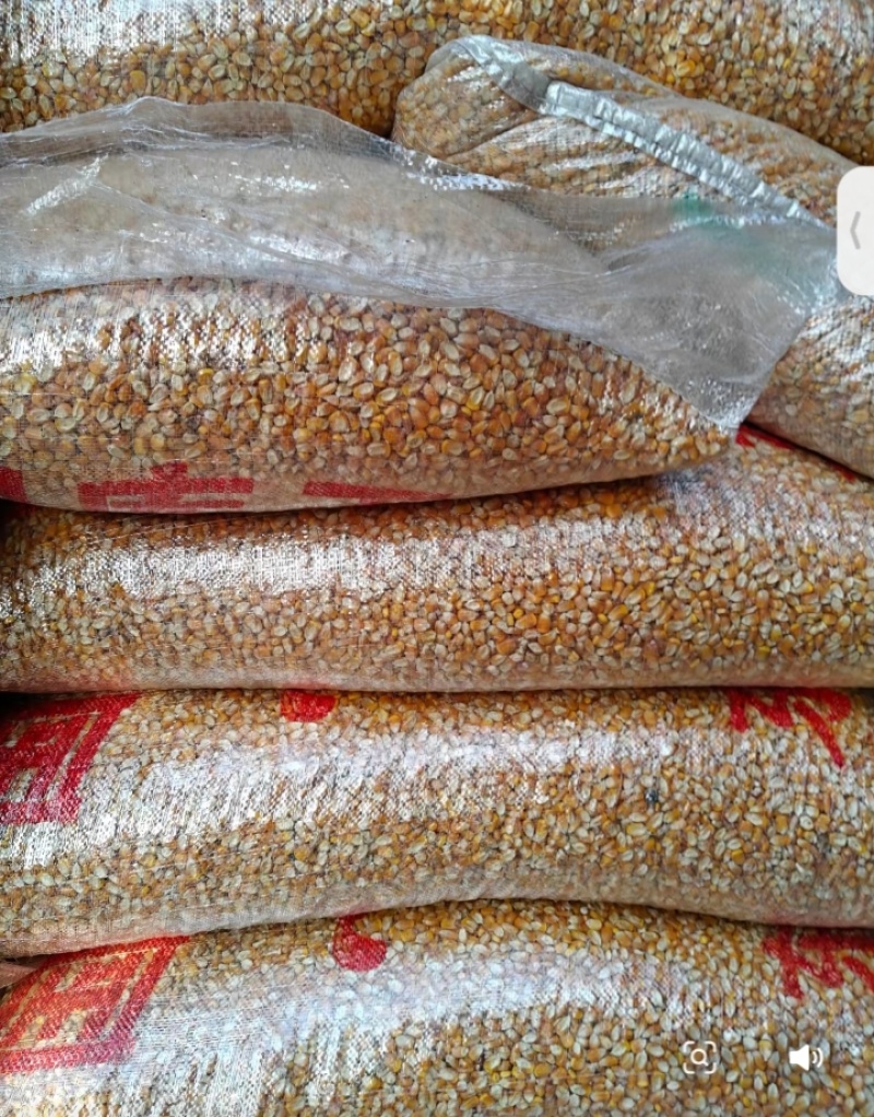 贵州毕节玉米粒