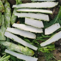 棒菜