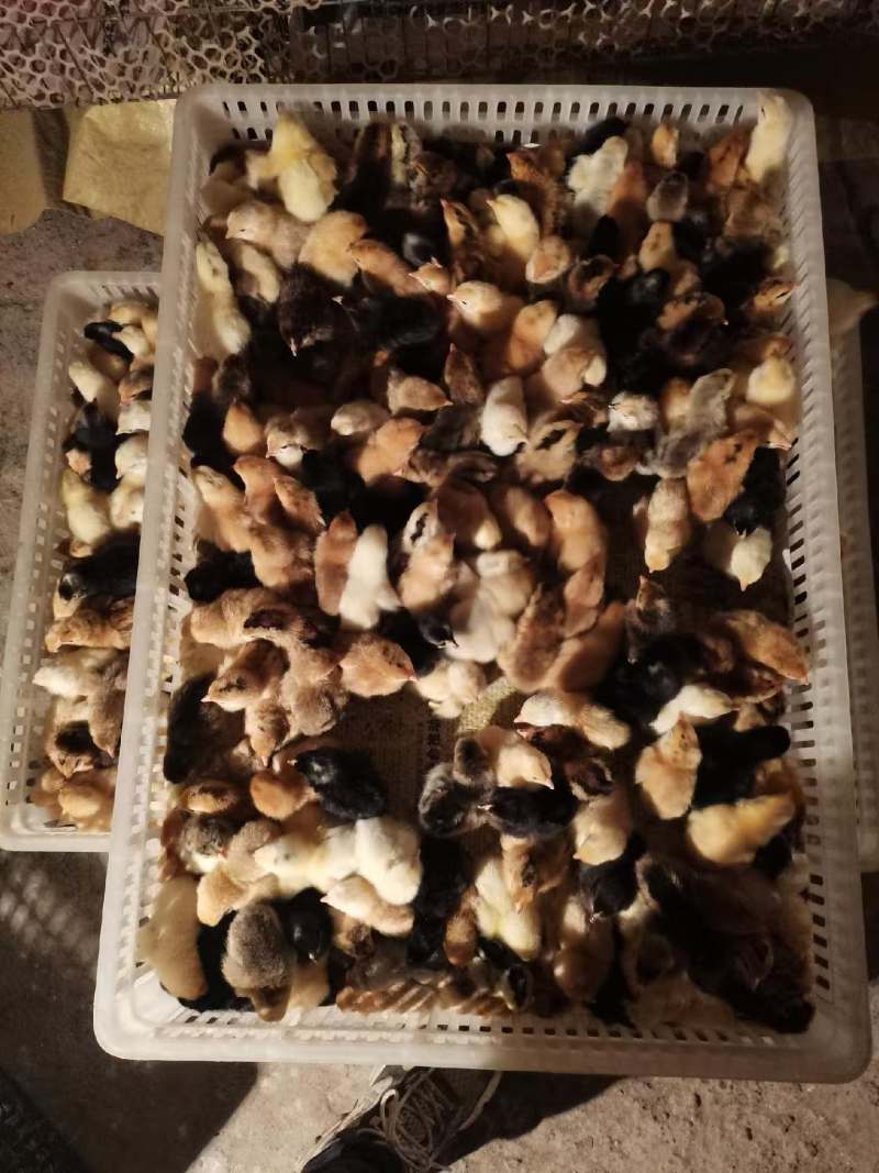 中药育雏脱温鸡土鸡苗