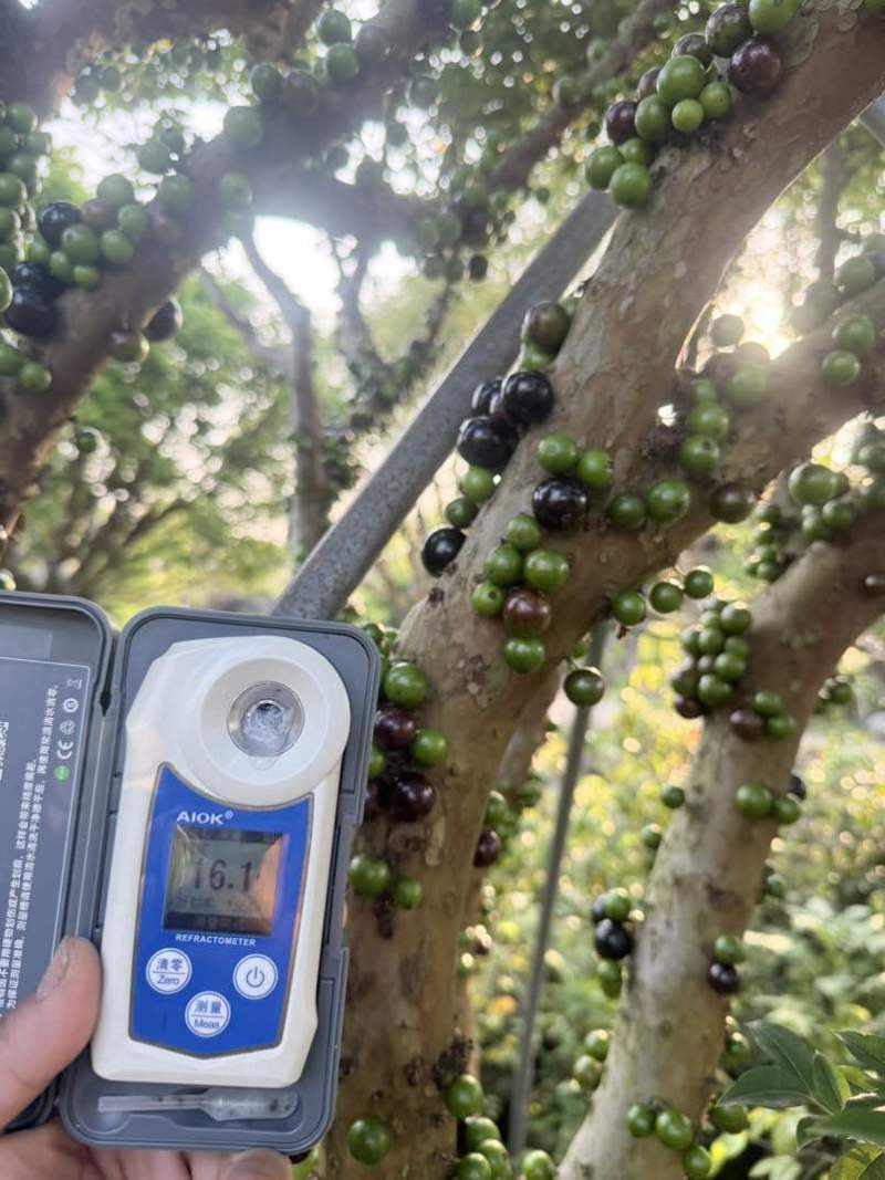 嘉宝果，树葡萄上市啦，量大量大