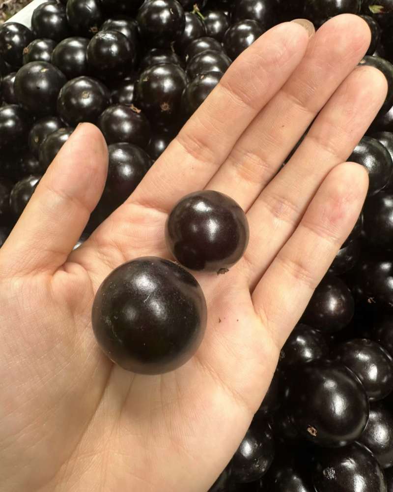 嘉宝果，树葡萄上市啦，量大量大