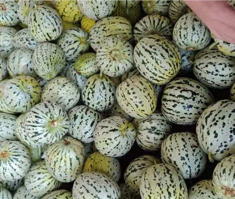 花美人甜瓜一件代发**电商卖家产地代发长期合作